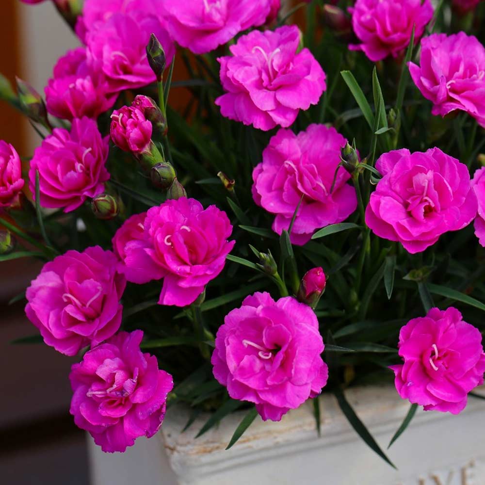 薔薇咲き四季咲き芳香性なでしこ・スイートティアラ【花苗 3号ポット】