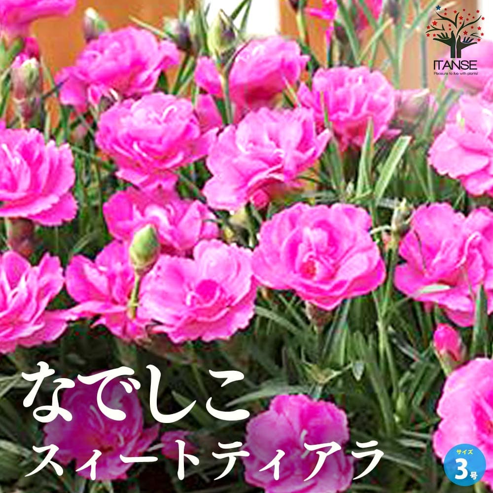 薔薇咲き四季咲き芳香性なでしこ・スイートティアラ【花苗 3号ポット】