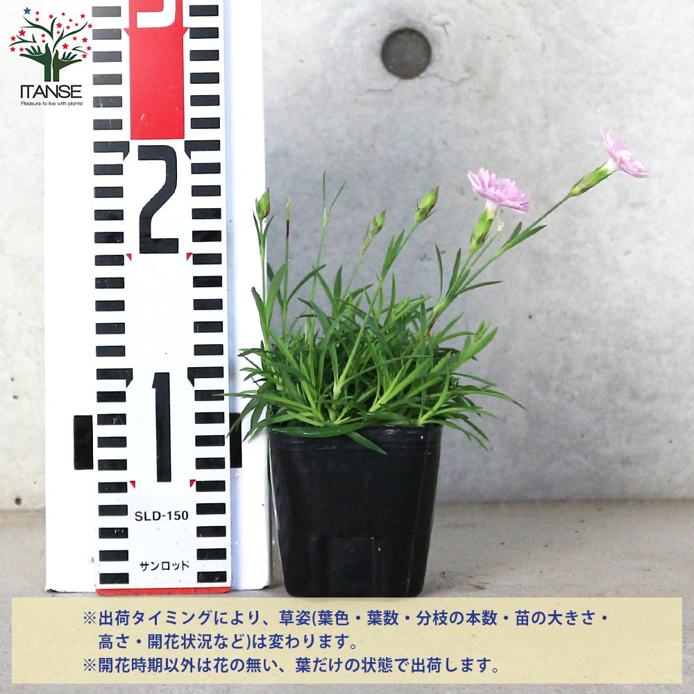 薔薇咲き四季咲き芳香性なでしこ・ピンクパフューム【花苗 3号ポット
