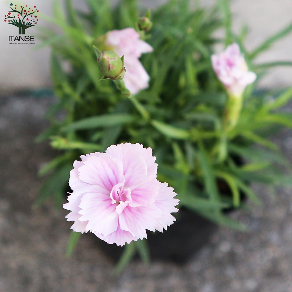 薔薇咲き四季咲き芳香性なでしこ・ピンクパフューム【花苗 3号ポット
