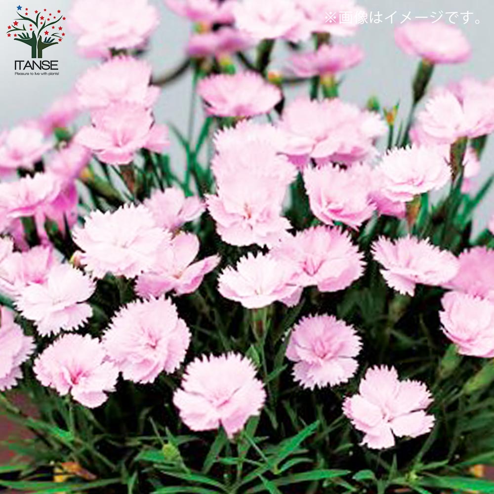 薔薇咲き四季咲き芳香性なでしこ・ピンクパフューム【花苗 3号ポット