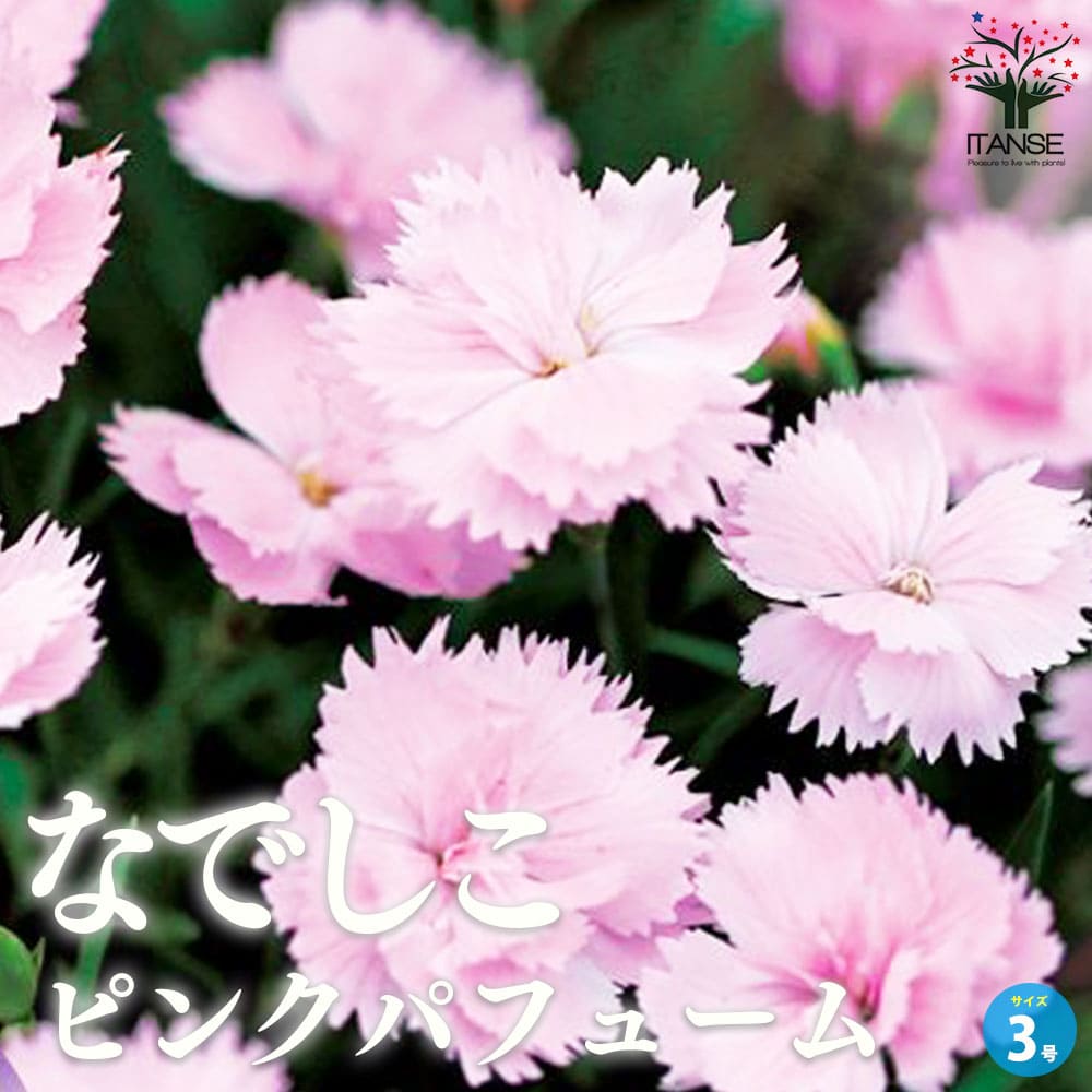 薔薇咲き四季咲き芳香性なでしこ・ピンクパフューム【花苗 3号ポット】