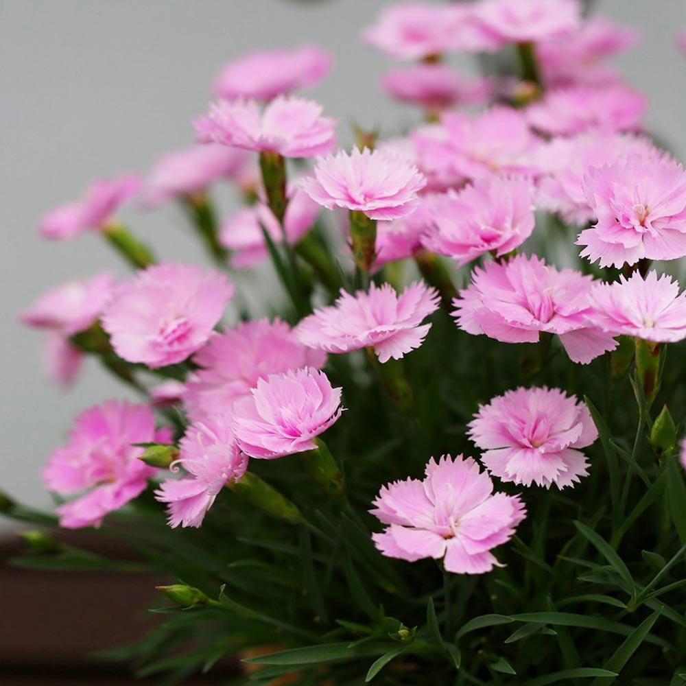 薔薇咲き四季咲き芳香性なでしこ・ピンクパフューム【花苗 3号ポット