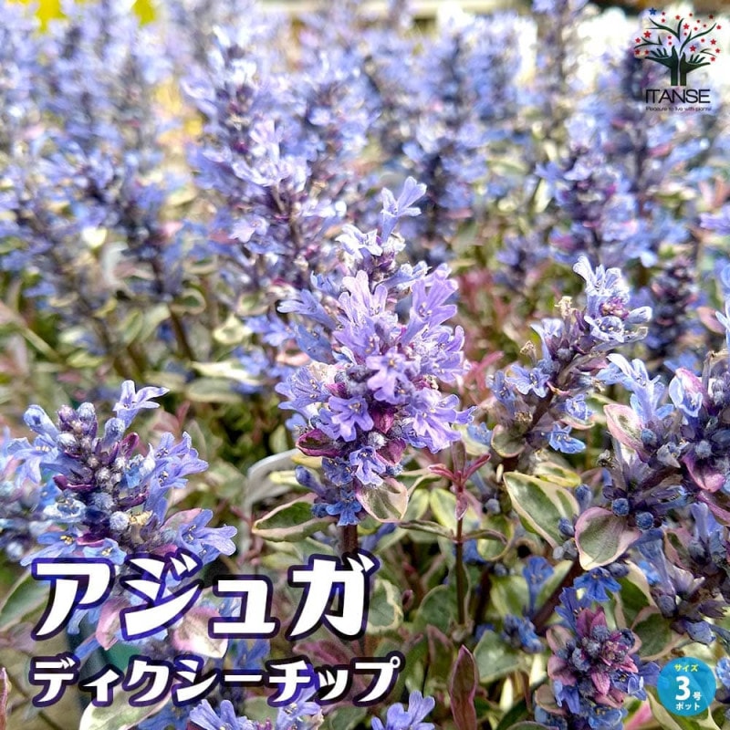 アジュガプラグ苗5種100本 アジュガプラグ苗5種100本