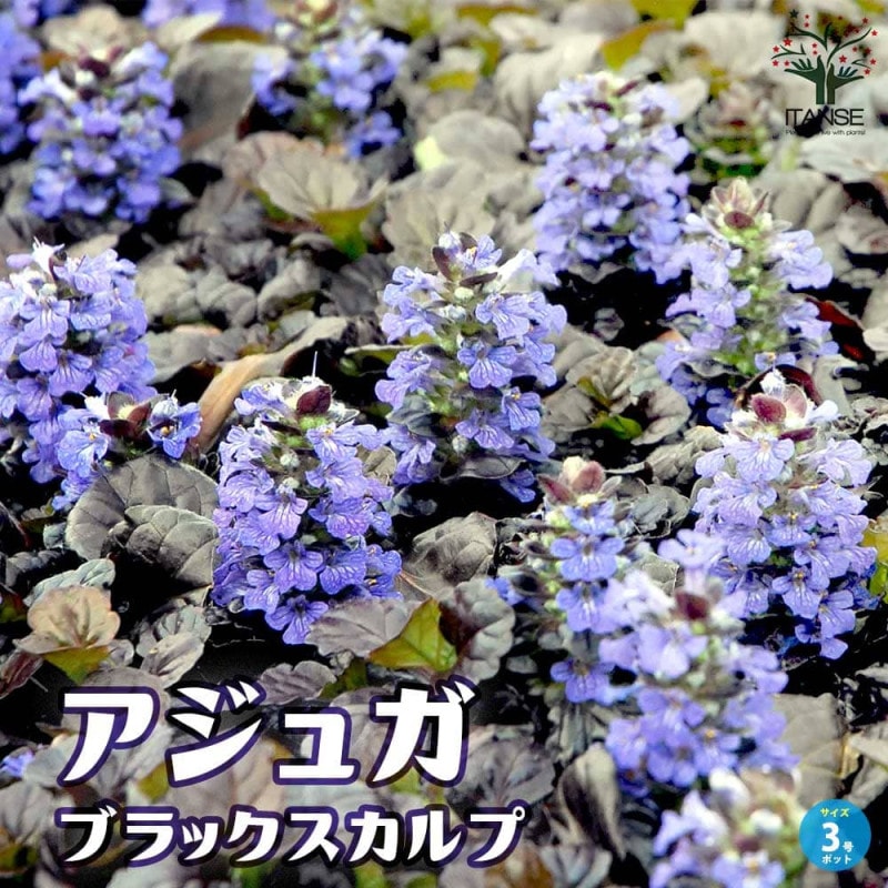 アジュガ シルバー 苗 2ポット分 ネコポス発送 アジュガ シルバー 苗 2