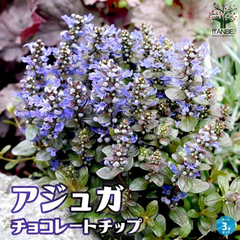 アジュガ｜【植物のITANSE】全品送料無料・即出荷!