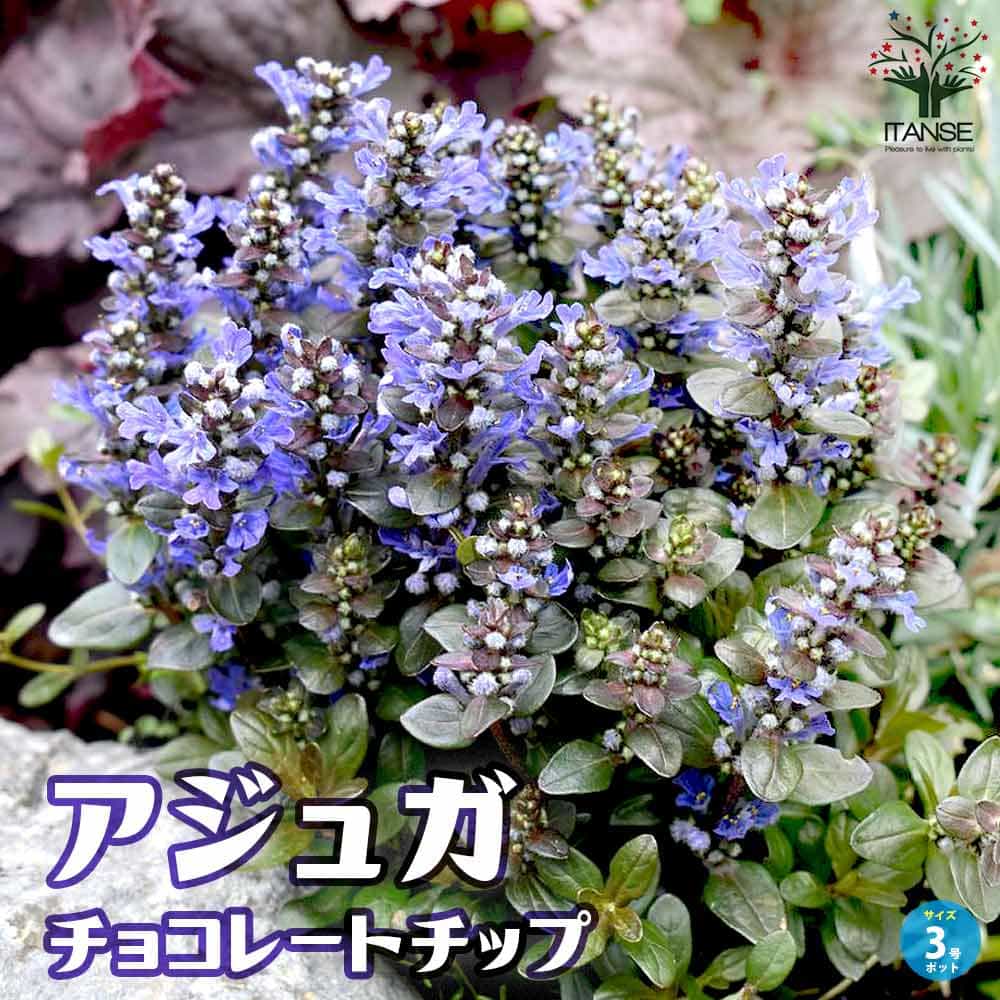 アジュガ チョコレートチップ 【花苗 3号ポット】