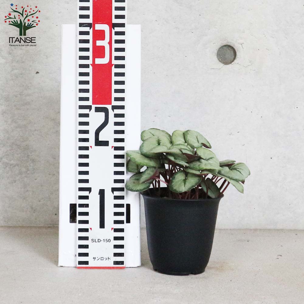 原種シクラメン・コウム・シルバープリンス【花苗 3～3.5号ポット