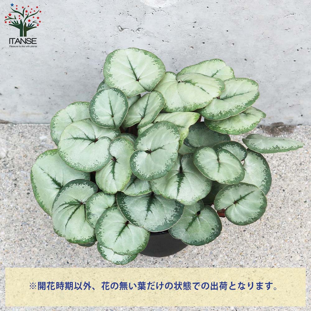 【シルバープリンス コウム 原種シクラメン】シルバーリース寄植え 原種シクラメン 『コウム・シルバー』 『シルバープリンス