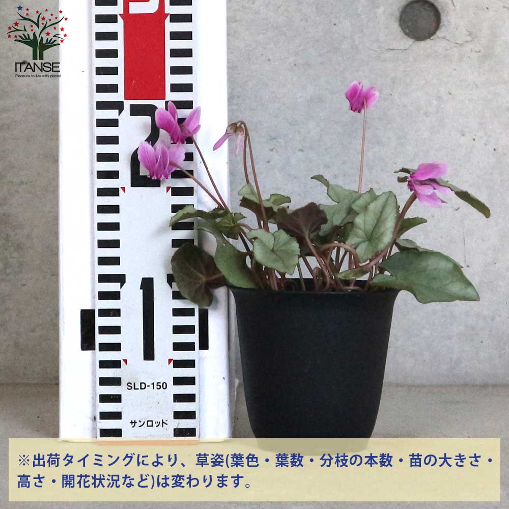 原種シクラメン・ヘデリフォリウム・シルバーリーフ【花苗 3～3.5号