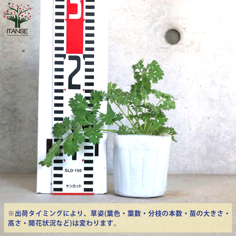 チャコット オールインワンS タグ付き未使用ボタニカル草花 チャコット オールインワンS タグ付き未使用ボタニカル草花 チャコット