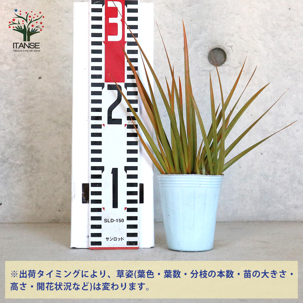 ゴールデンリバーサイド、　レインボーストライプ　2鉢。 ゴールデンリバーサイド、 レインボーストライプ 2鉢。 - メルカリ