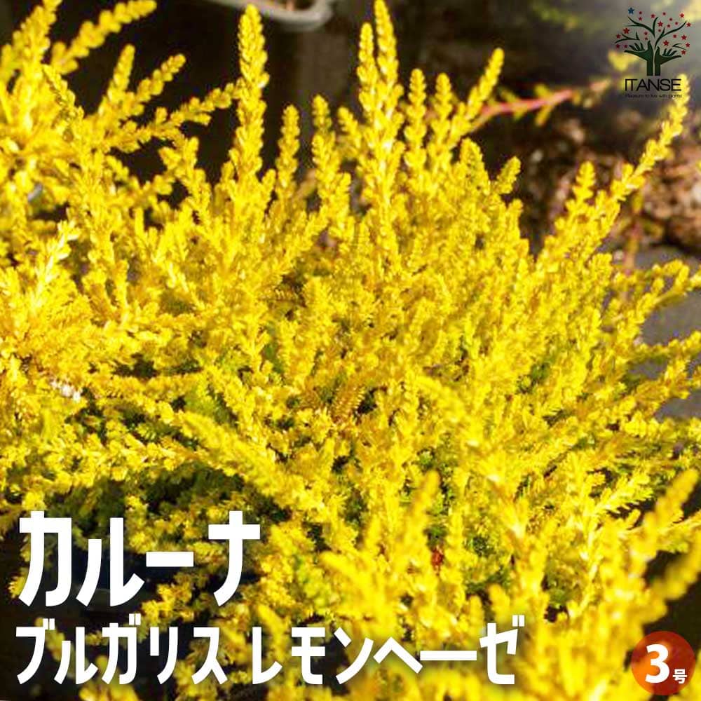 カルーナ ブルガリス レモンへ―ゼ【花苗 3号ポット】