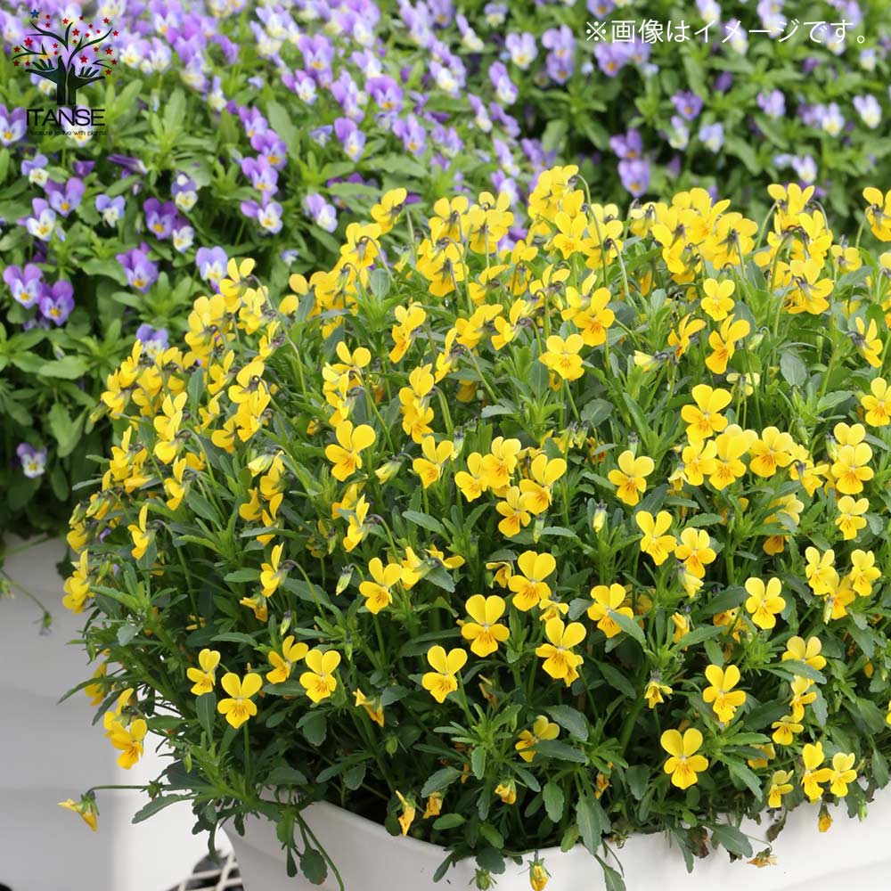 極小輪ビオラ・フルーレット ラビット系&スペシャルカラー3個～【花苗