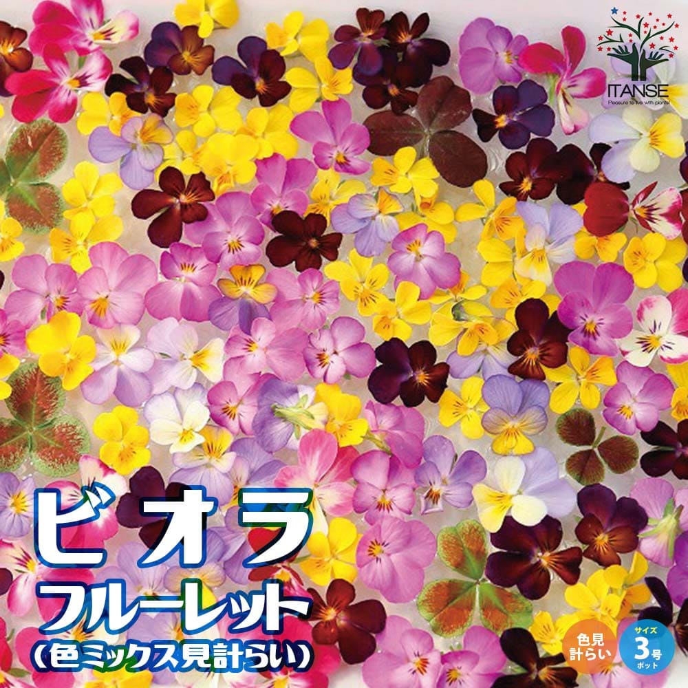 極小輪ビオラ・フルーレット ラビット系&スペシャルカラー3個～【花苗 3号ポット苗】