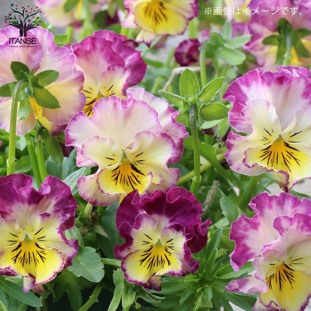 小輪フリンジビオラ・アールヌーボーシリーズ 色ミックス3個～【花苗 3