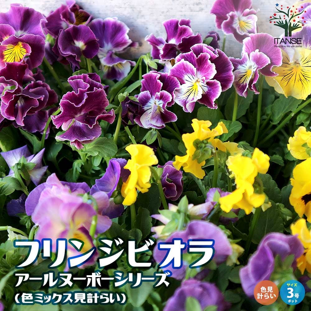 小輪フリンジビオラ・アールヌーボーシリーズ 色ミックス3個～【花苗 3号ポット苗】