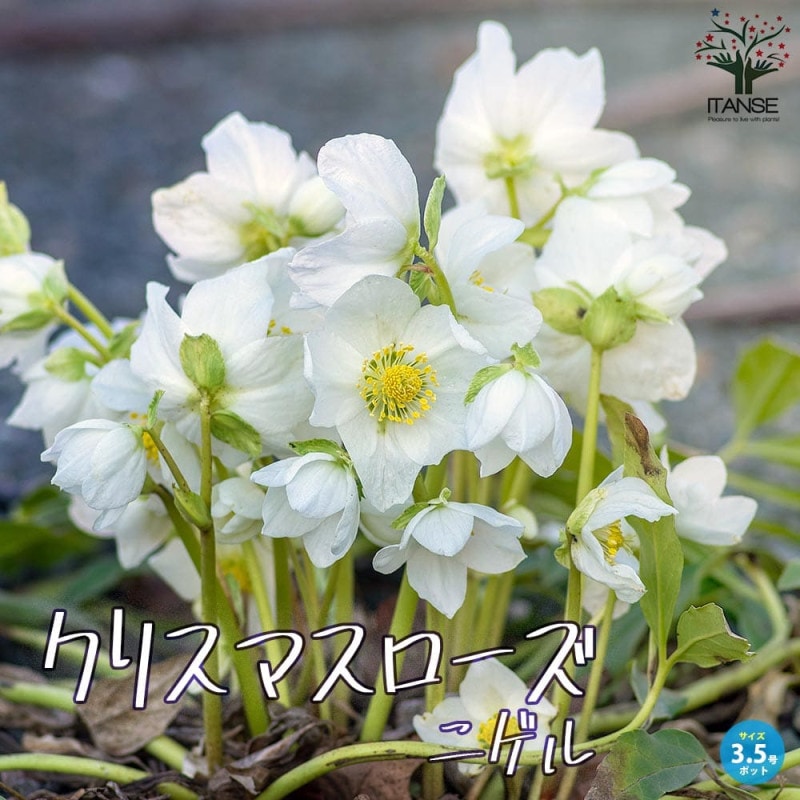 クリスマスローズ｜【植物のITANSE】全品送料無料・即出荷!