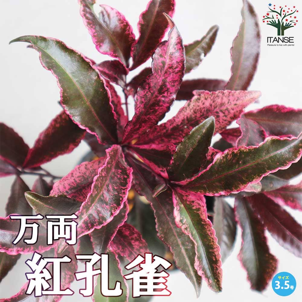 万両・紅孔雀(ベニクジャク)【庭木 3.5号ロングポット苗】