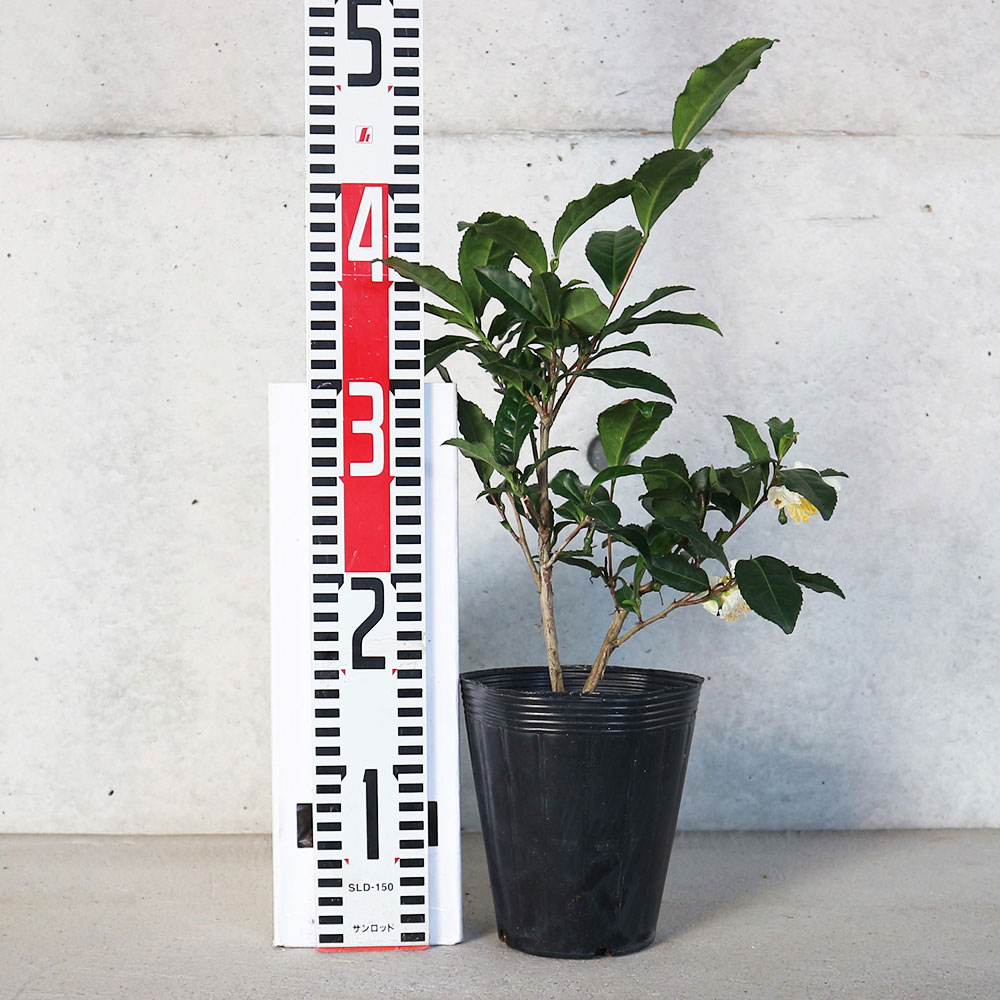 お茶の苗木 品種:藪北茶(ヤブキタチャ) 【庭木 4.5号鉢】｜ 【植物の