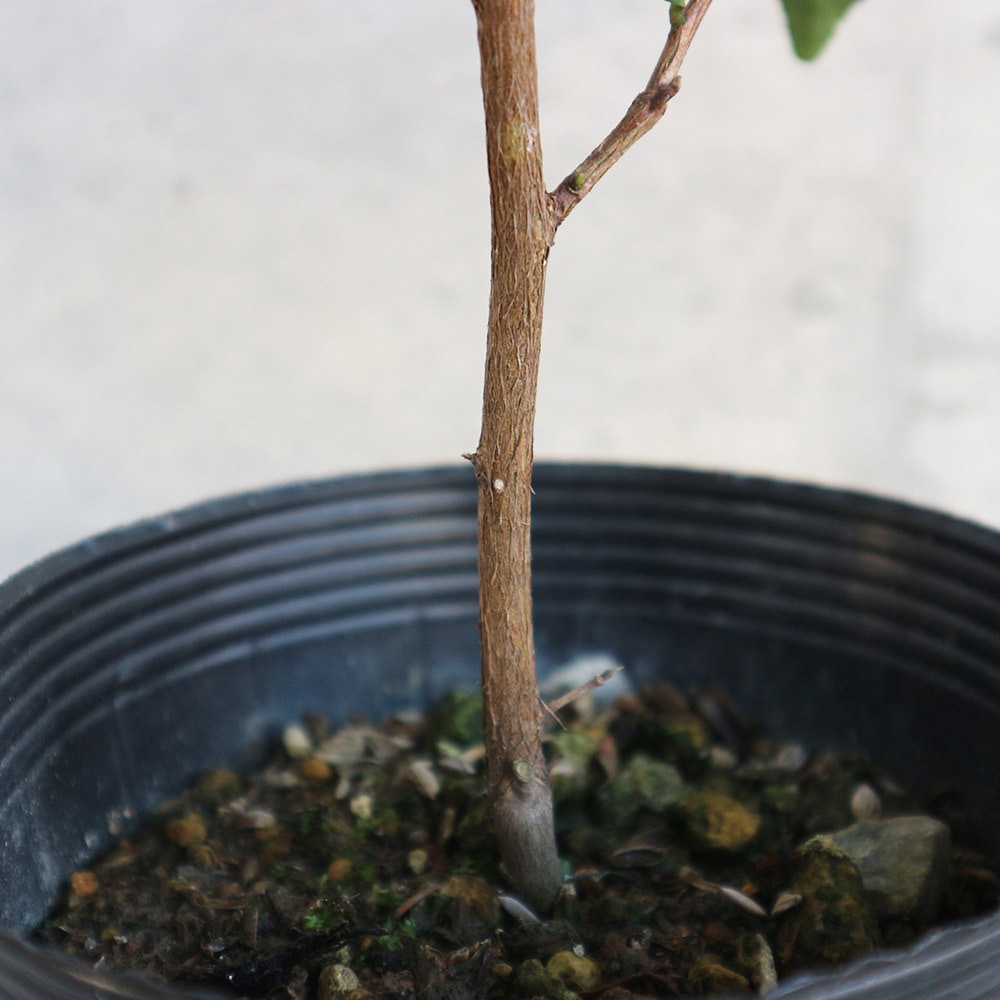 お茶の苗木 品種:藪北茶(ヤブキタチャ) 【庭木 4.5号鉢】｜ 【植物の