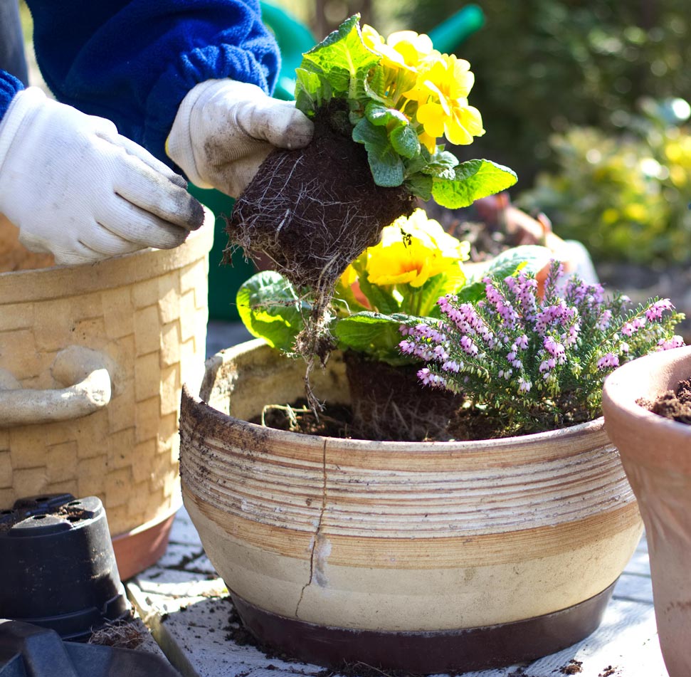 フリンジ咲きジュリアン・モンシュシュ 色ミックス見計らい3個～【花苗