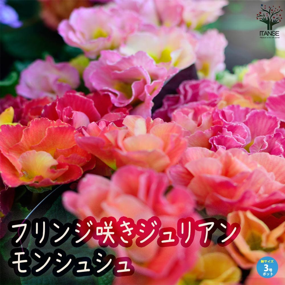 フリンジ咲きジュリアン・モンシュシュ 色ミックス見計らい3個～【花苗 3号ポット】