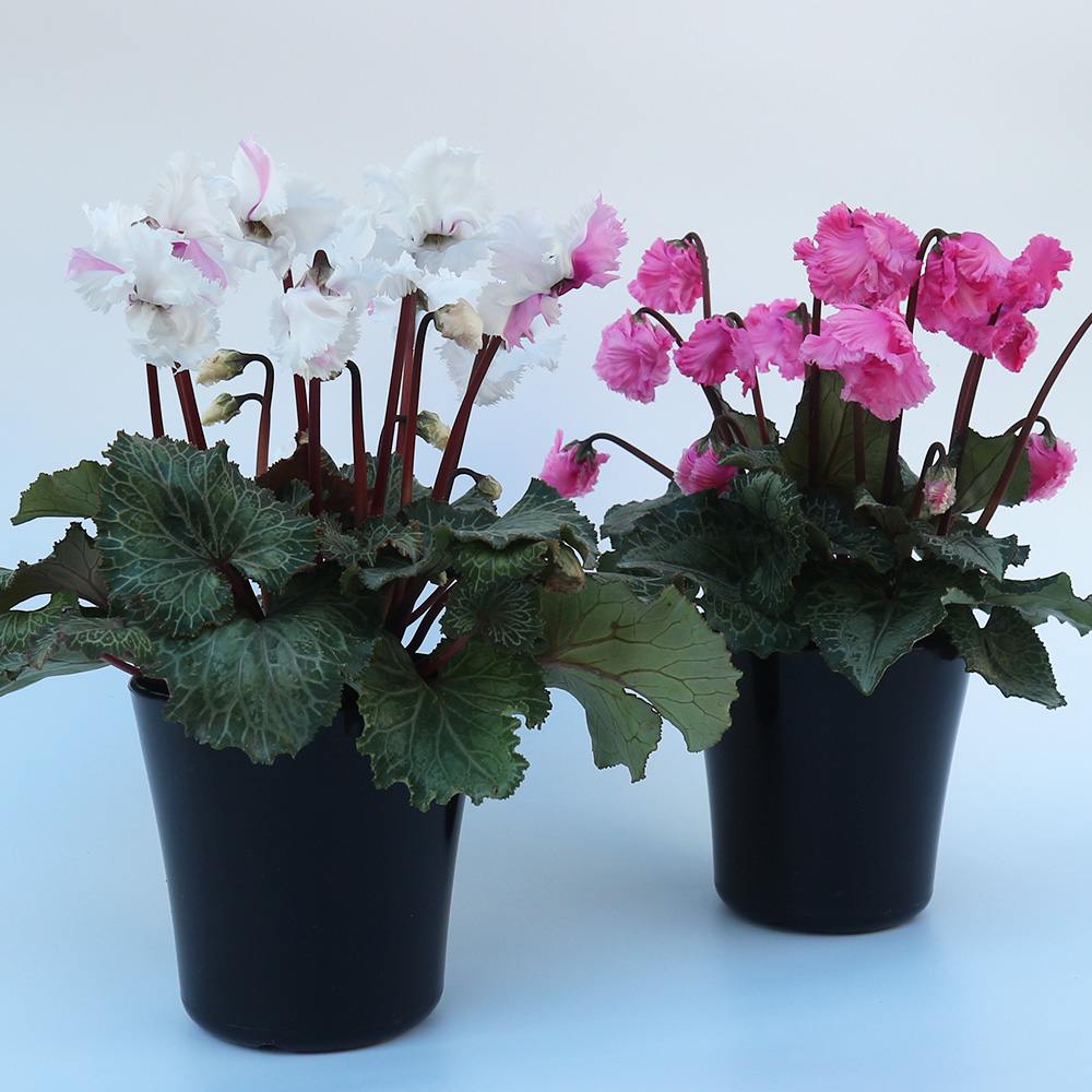 シクラメン・スワン ピンク絞り～ピンク系 色ミックス見計い 2個～【花苗 4号鉢】