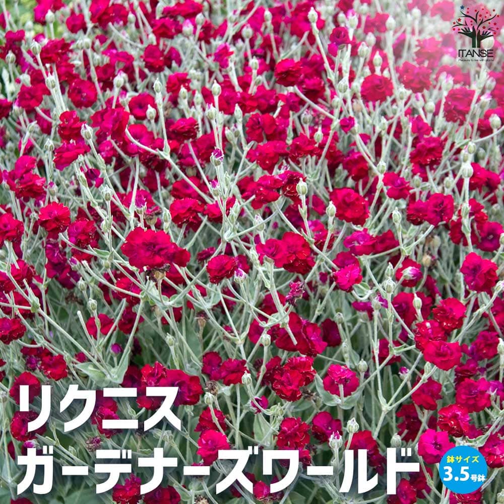 リクニス ガーデナーズワールド【花苗 3.5号ポット】｜ 【植物の
