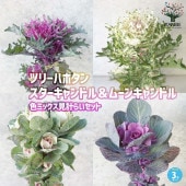 ツリーハボタン スターキャンドル＆ムーンキャンドル 色ミックス見計らいセット 2個〜【花苗 3号ロングポット】|花苗