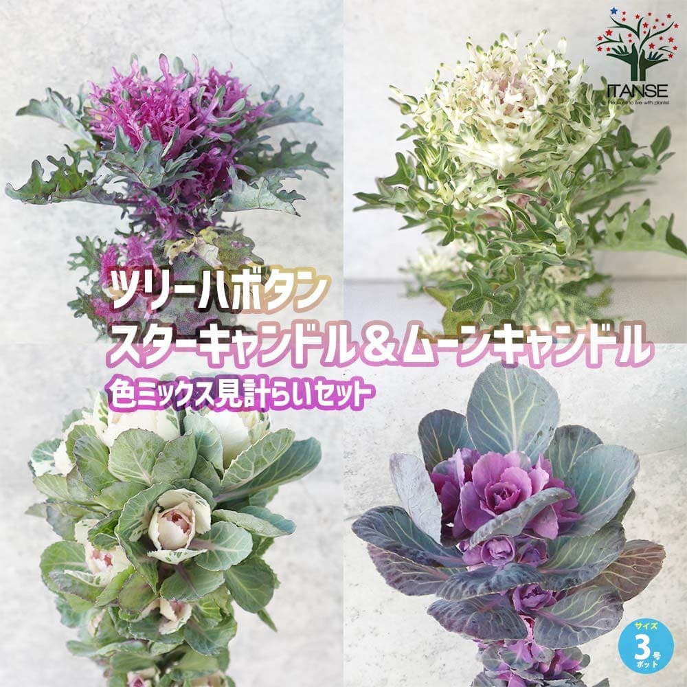 BOTANICA ボタニカ キャンドルロング 3種類セット プレゼント オシャレ