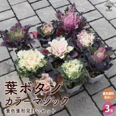 葉ボタン カラーマジック／葉色葉形見計いセット2個〜【花苗 ブーケ仕立て3号ポット】|花苗