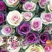 葉ボタン カクテルパーティー／見計いセット2個〜【花苗 3本紅白ブーケ仕立て 3号ポット】|花苗