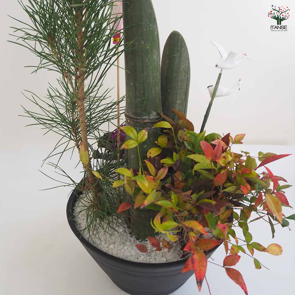 門松(かどまつ)紅白葉牡丹【正月飾り 8号浅鉢寄せ植え