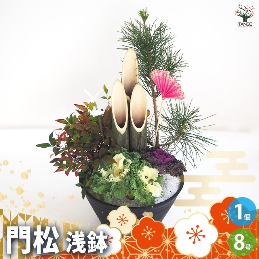 門松(かどまつ)紅白葉牡丹【正月飾り 8号浅鉢寄せ植え】｜ 【植物の