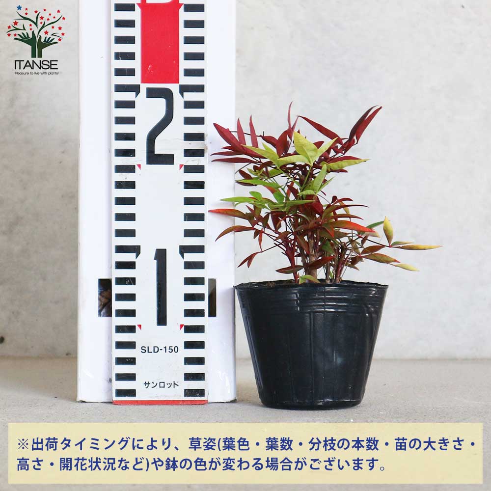 追加商品画像