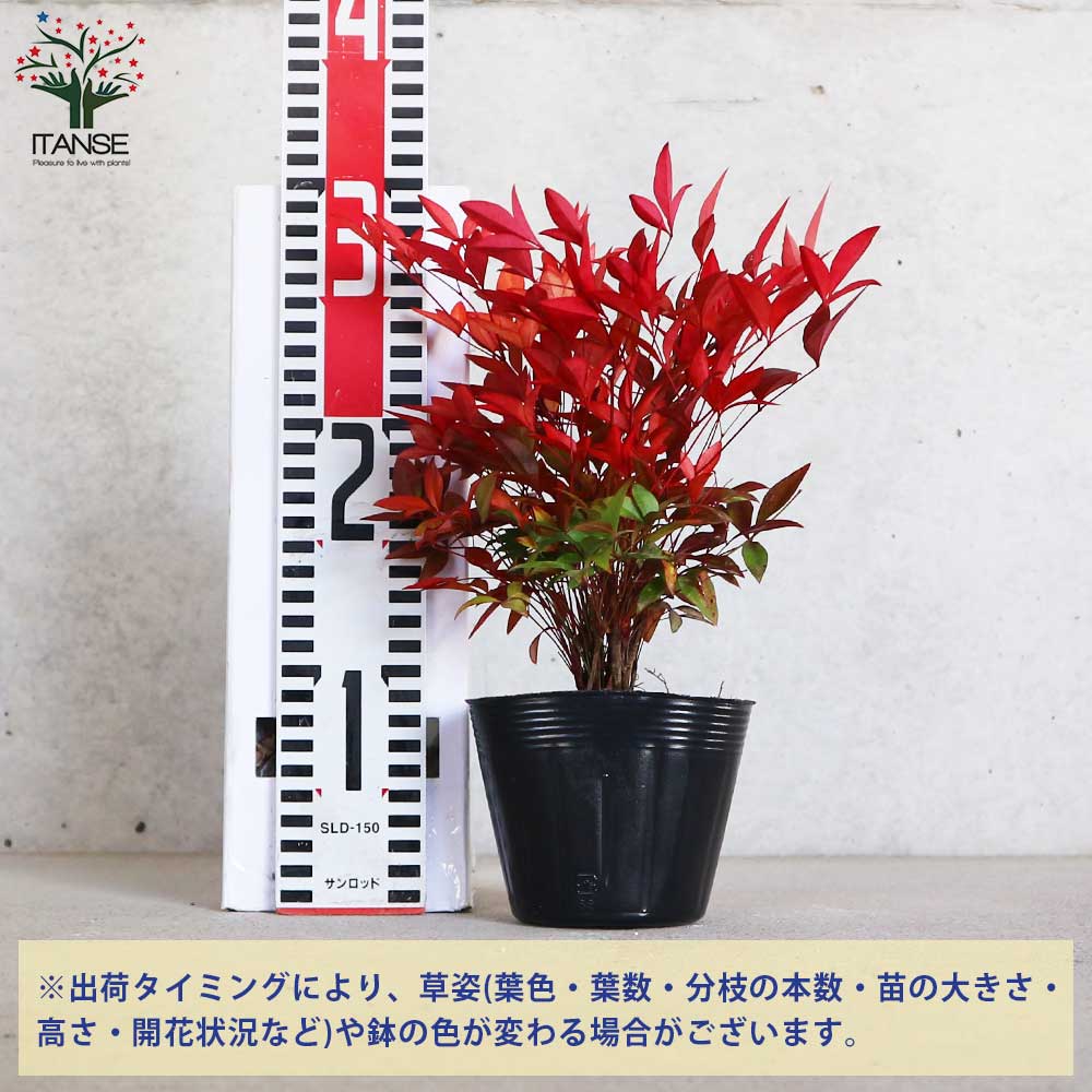 南天(ナンテン) 【庭木 3.5号ポットLサイズ】｜ 【植物のITANSE