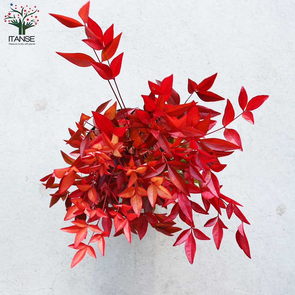 南天(ナンテン) 【庭木 3.5号ポットLサイズ】｜ 【植物の