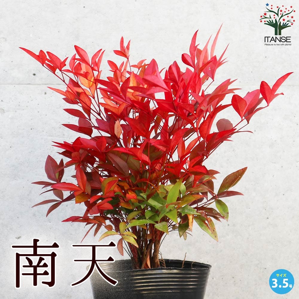 ❌南天の葉っぱ 30本～40本 南天」の飾り葉は食べてはいけない かぎけん花図鑑 花日記2025年