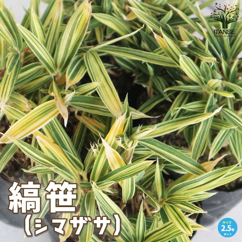 セダム レティジア 【多肉植物 2.5号／1個～】｜ 【植物のITANSE