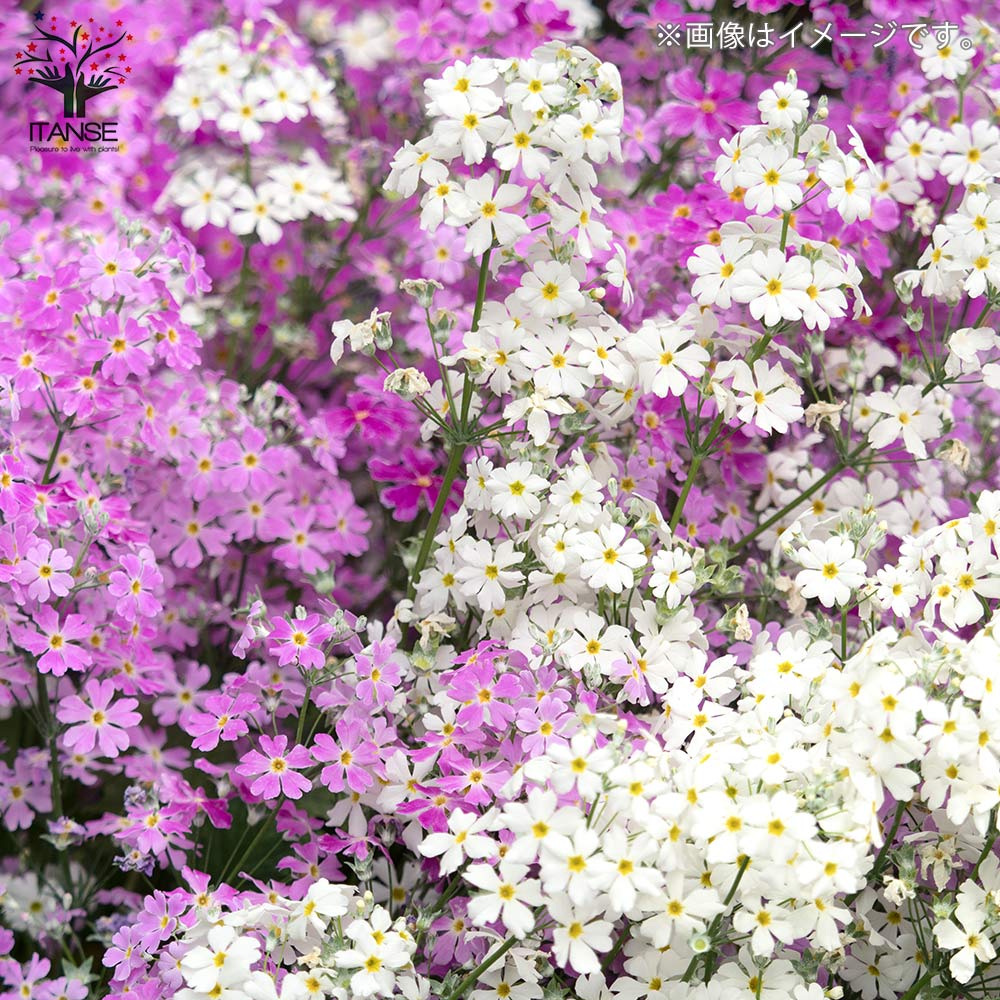 桜草マラコイデス 【花苗 4号ポット】｜ 【植物のITANSE】全品