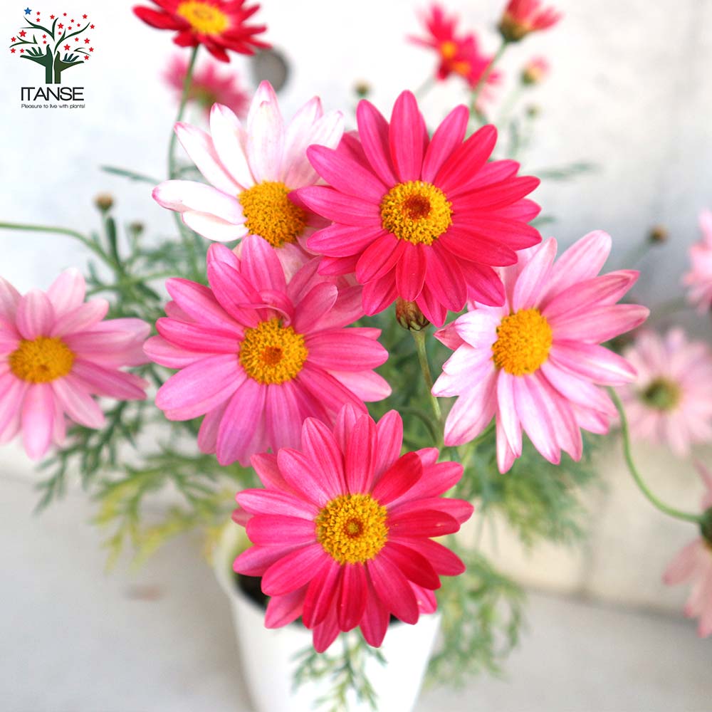 マーガレット・シンプリーコーラル【花苗 4号鉢】｜ 【植物の