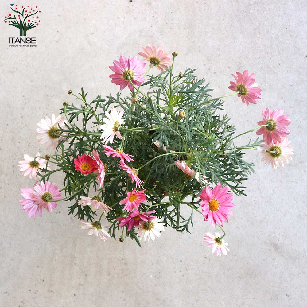 マーガレット・シンプリーコーラル【花苗 4号鉢】｜ 【植物の