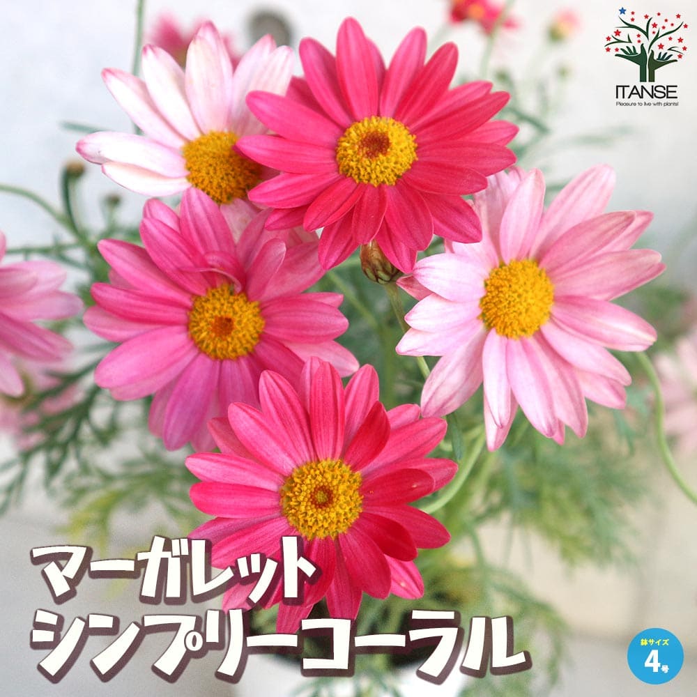 マーガレット・シンプリーコーラル【花苗 4号鉢】