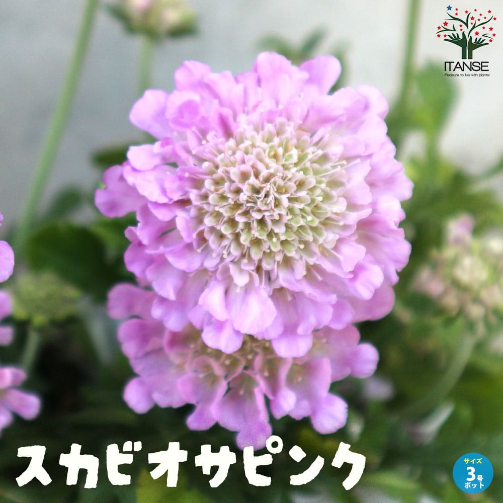 スカビオサ ピンク【花苗 3号ポット】