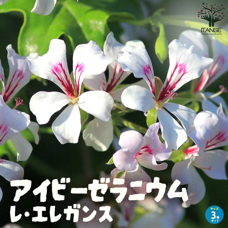 ヘデラ ・リトルプラチナ 【観葉植物 3号ポット】｜ 【植物の