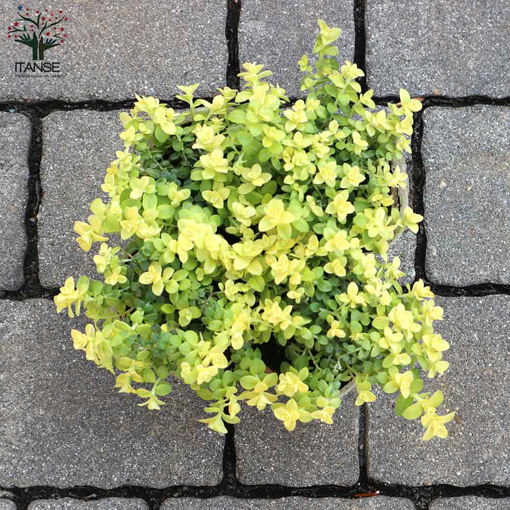 ヘリクリサム ライムミニ【花苗 2.5号ロングポット】｜ 【植物の  