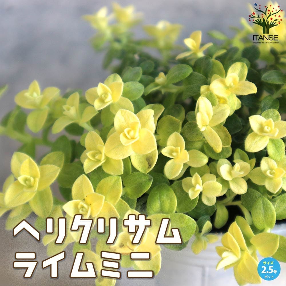 ヘリクリサム ライムミニ【花苗 2.5号ロングポット】｜ 【植物の