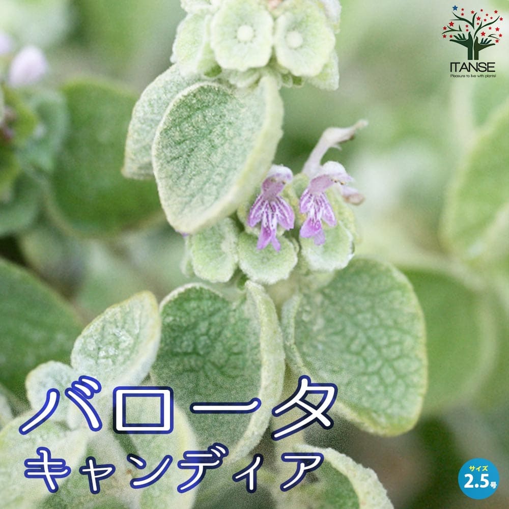 バロータ キャンディア／カラーリーフ【花苗 2.5号】