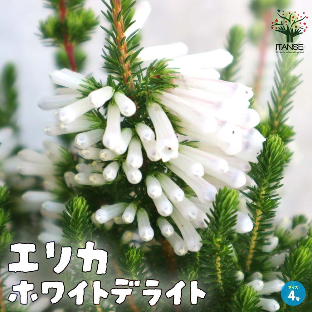 エリカ ホワイトデライト【庭木 4号鉢】